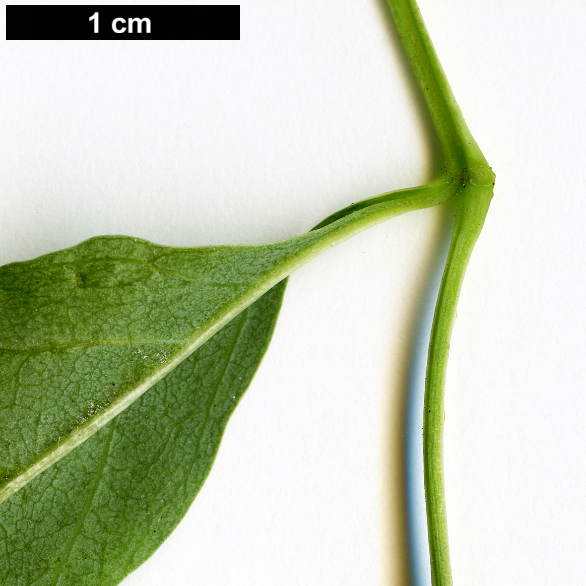 High resolution image: Family: Oleaceae - Genus: Fraxinus - Taxon: velutina - SpeciesSub: var. glabra